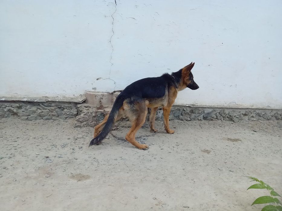 6 ойлик урғочи немецкий овчарка сотилади