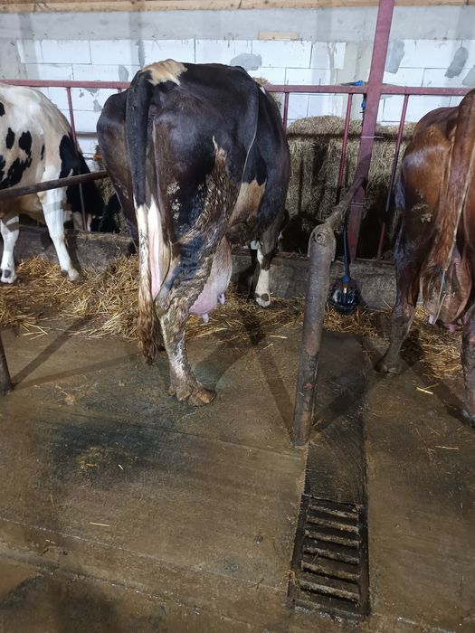 Vând vacă bălțată  pentru tăiere