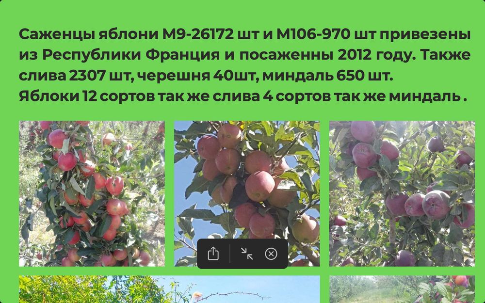 Продаётся современный фруктовый комплекс в Бостанлыкском районе 30гект