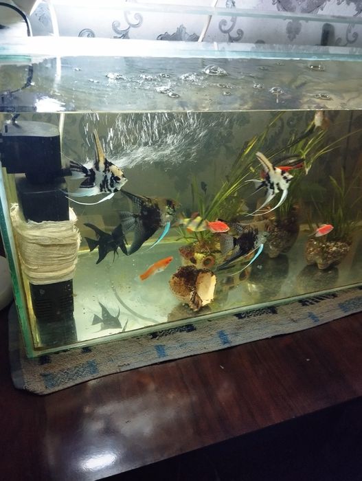 Акварум сатылады