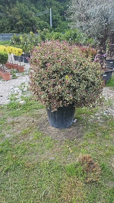 Arțar roșu japonez și alți copaci – livrare și montaj garantat