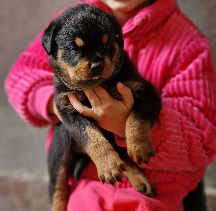 Ротвайлери с родословие