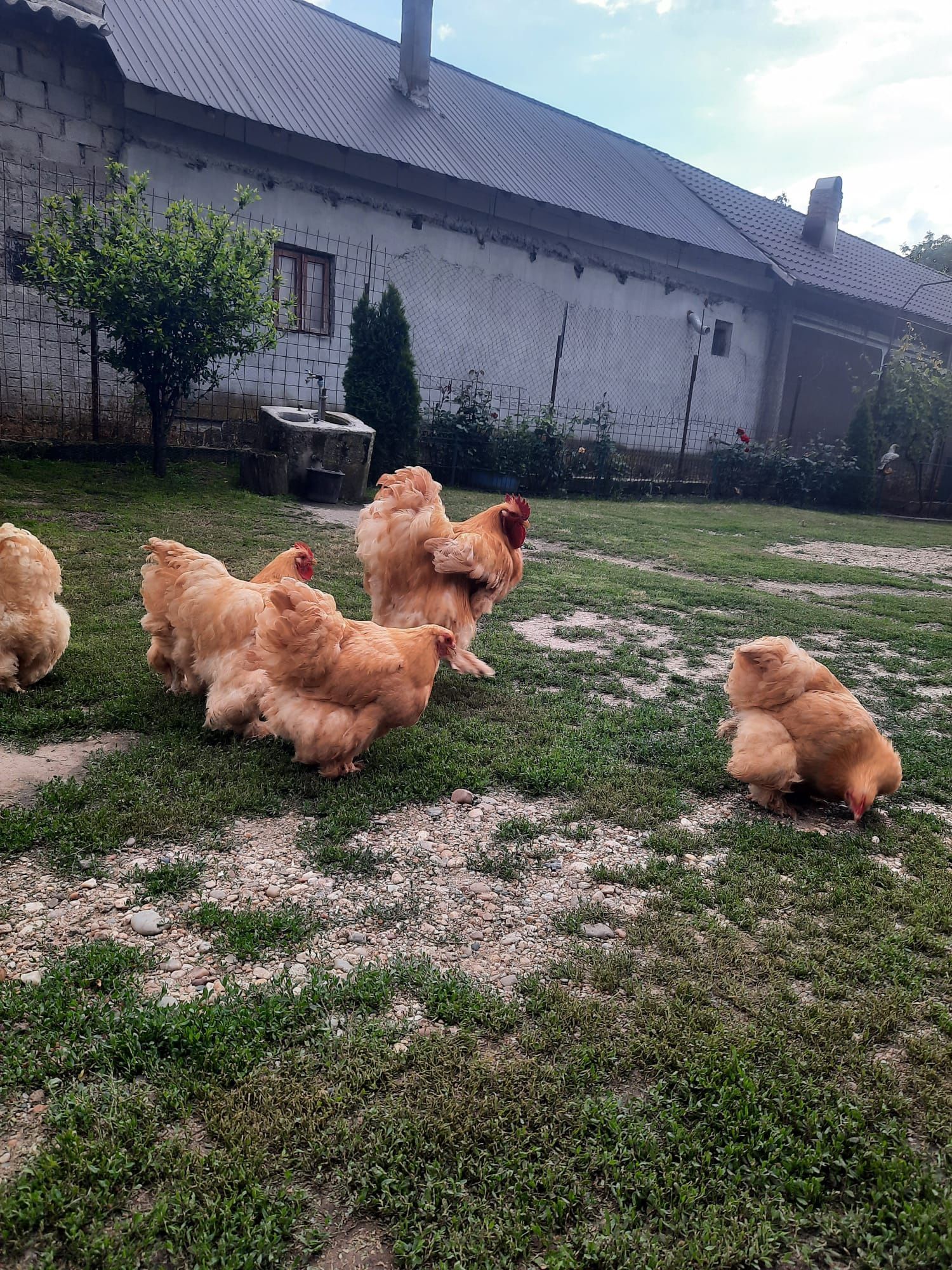 Vând familie cochinchina uriaș galben