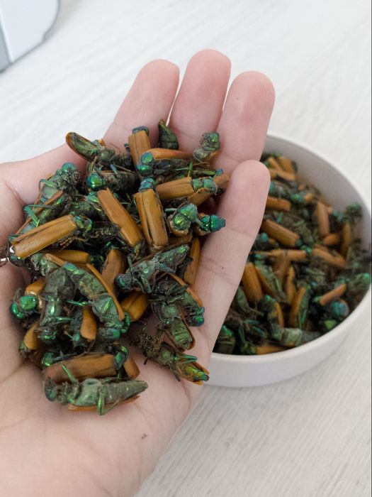 Алтын коныз майский жук