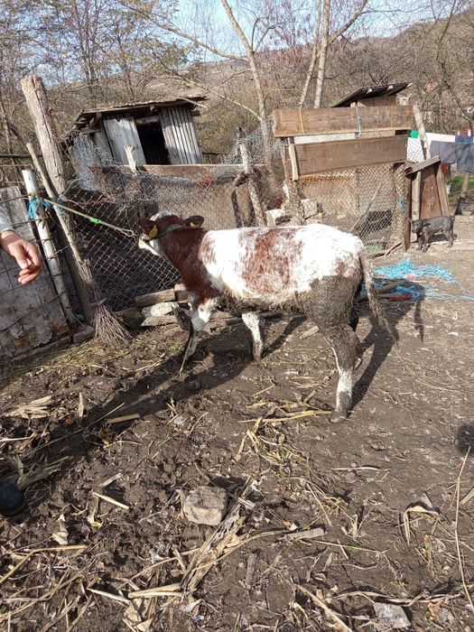 Tăuraș belgian de 2 luni jumate