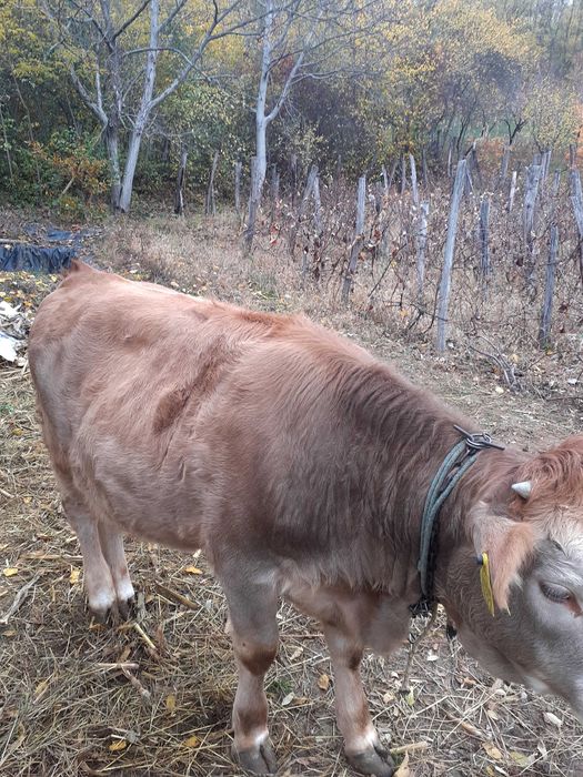 Vițea 10 luni Nicolae Balcescu