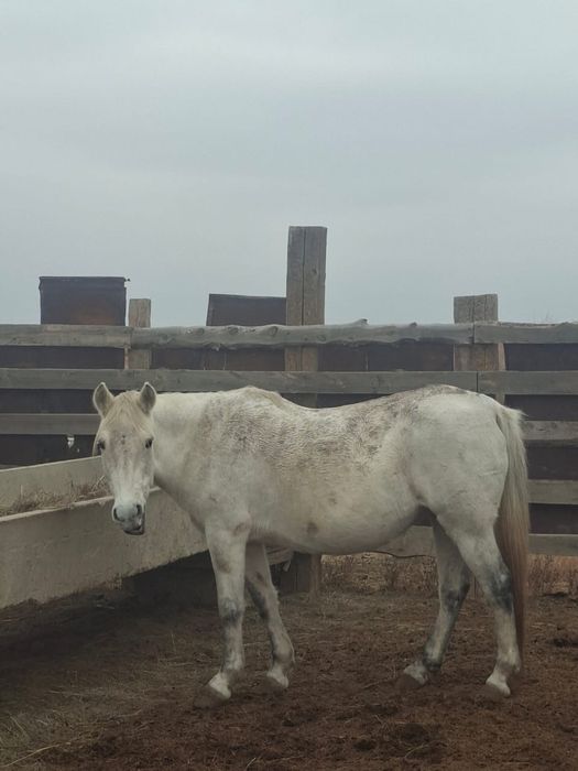 Ту бие сатылады