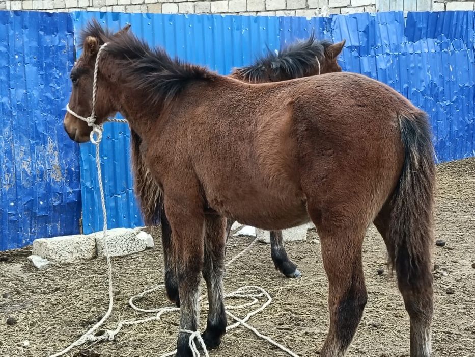 Семиз  жабағы сатылады!Аяктай 250мың Сойыпта беремиз 1аяғы 65мын