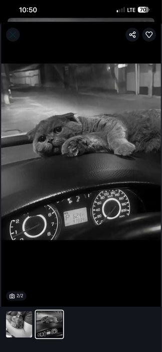 Mushuk кошка британская