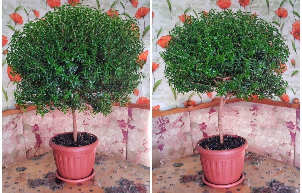 Продам мирт, взрослые растения