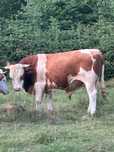 Vând taur de montă!