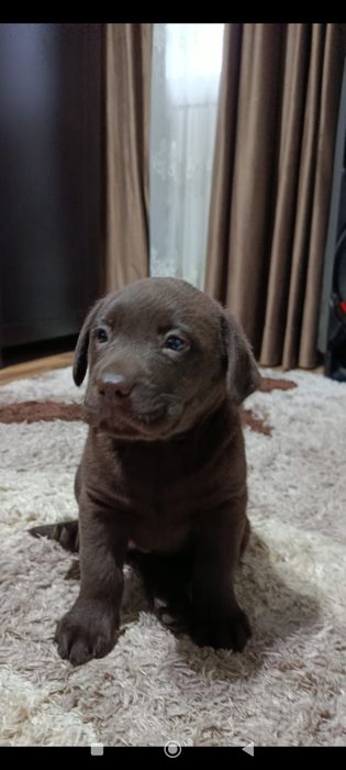 Băiețel și fetița labrador ciocolatiu caută căsuța