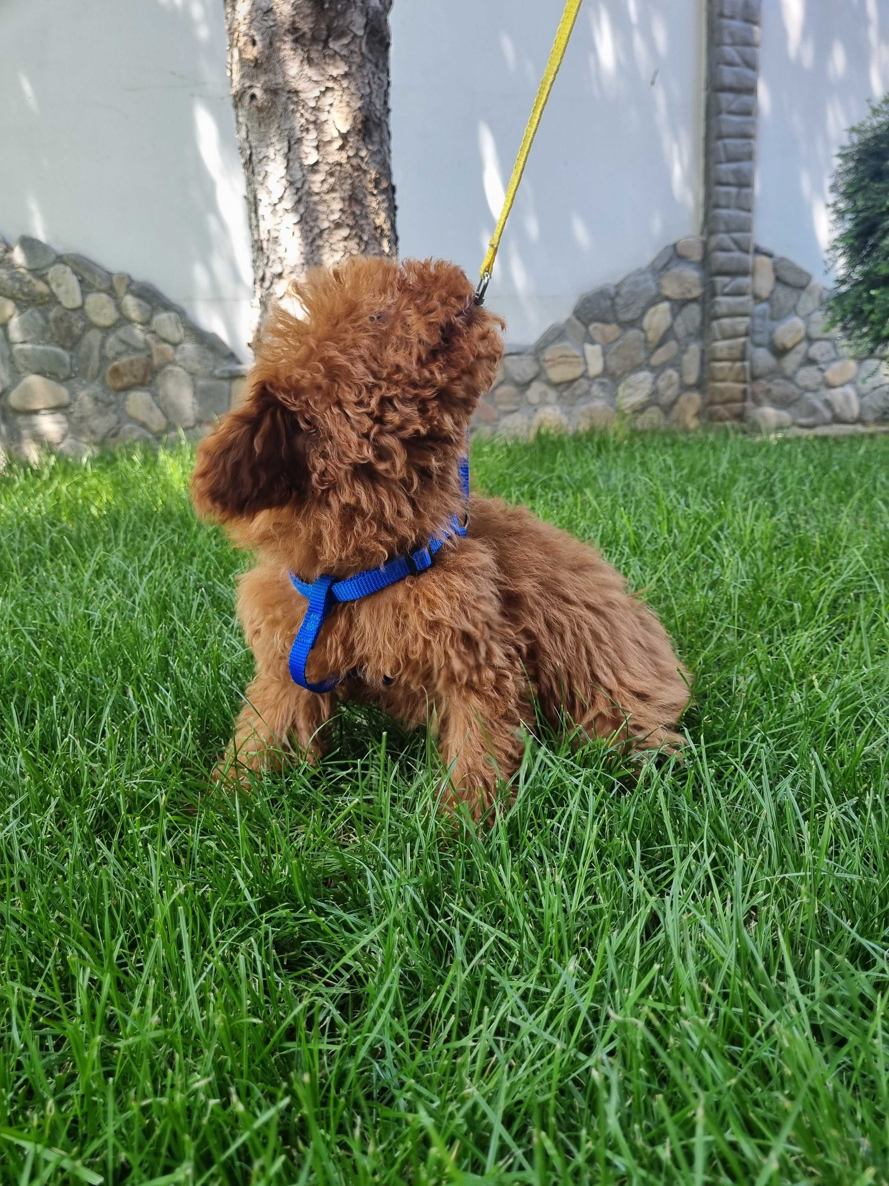 Пудел Той/ Toy Poodle