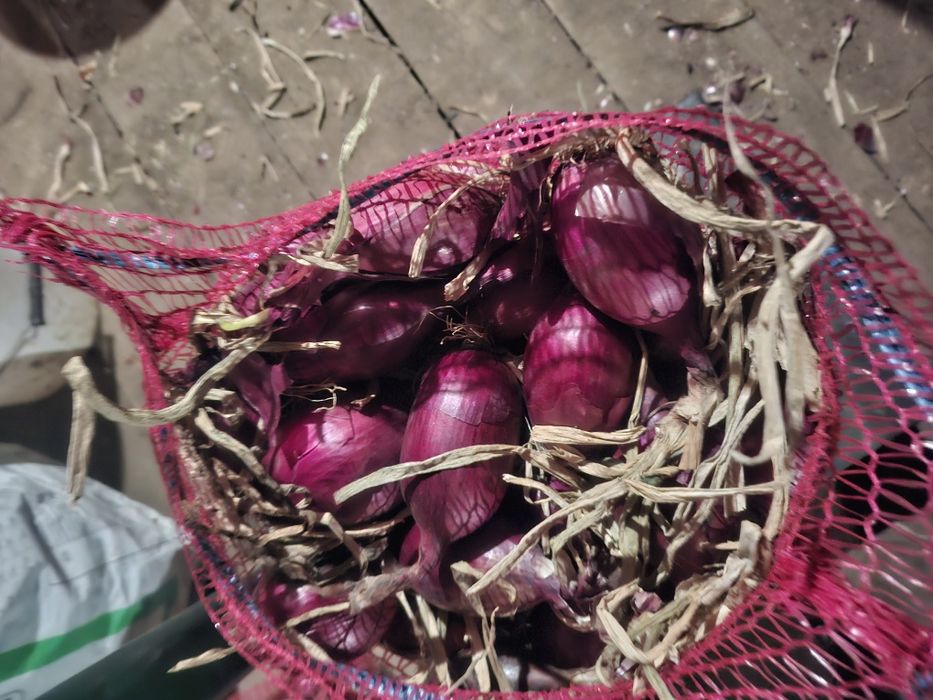 Vand ceapa rosie lunguiata si ceapa galbena