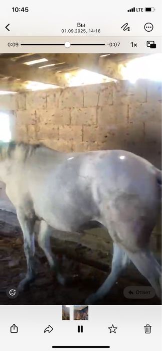 Срочно продам лошадей! На откорме уже 8 месяцев. Цена по телефону. 870