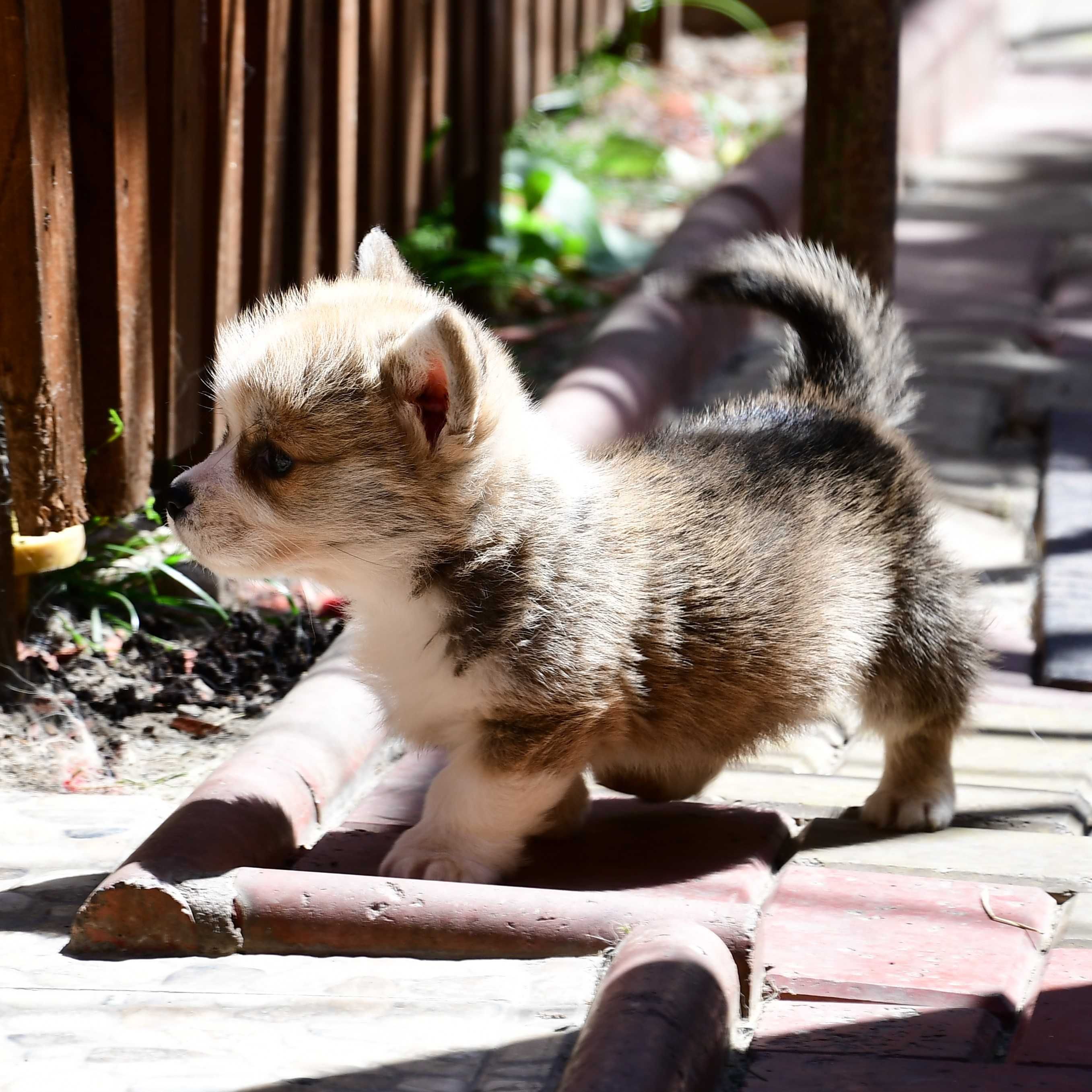 Cățelus Corgi Pembroke – Linie de Sânge de Excepție, crescător cu afix