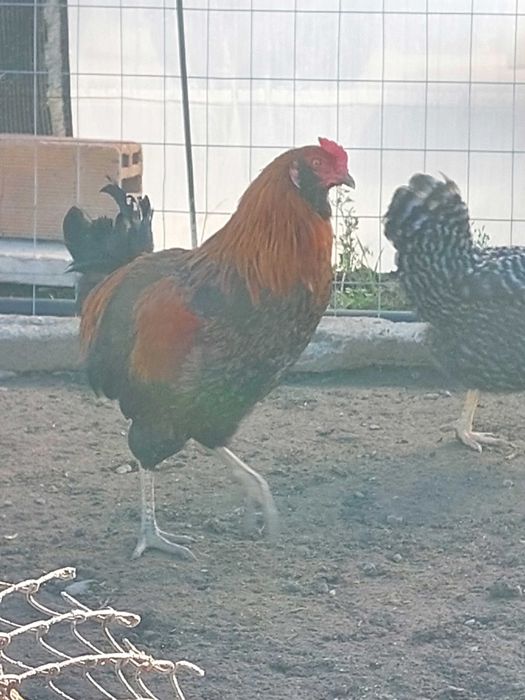 Петли млади 7 месеца