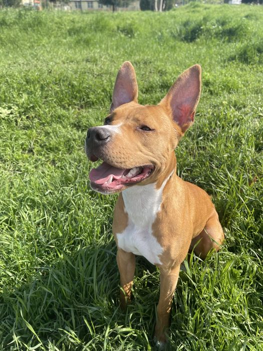 Подарявам Стафордширски бултериер