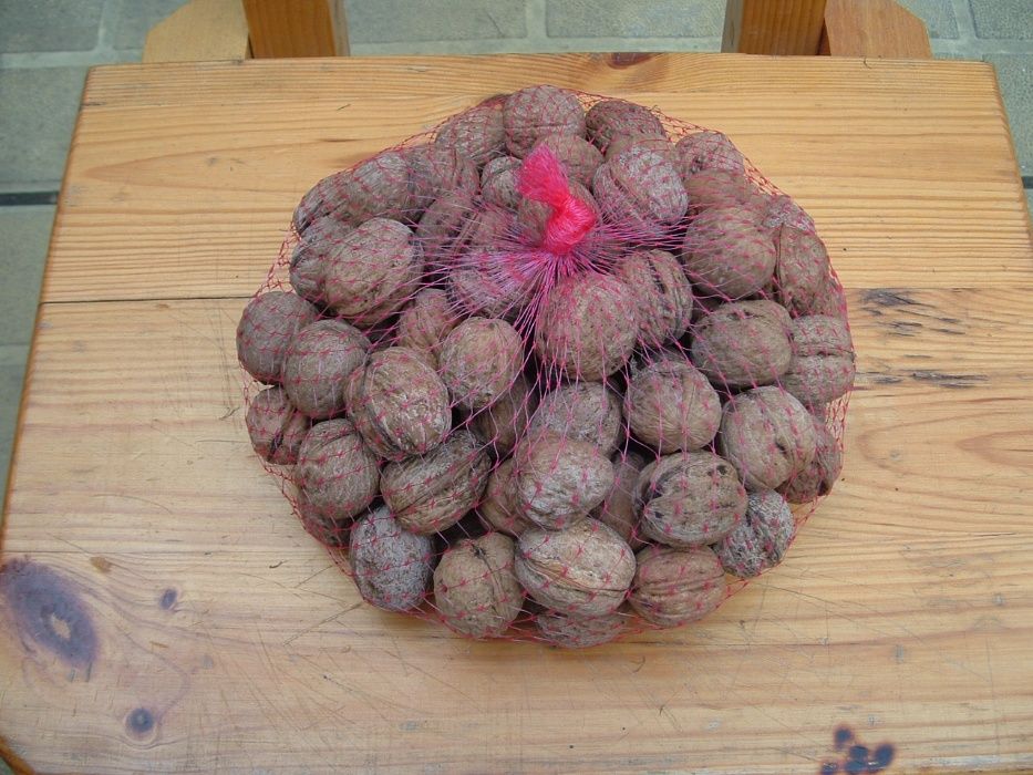 Градински орех и орехова ядка прясна реколта 2024