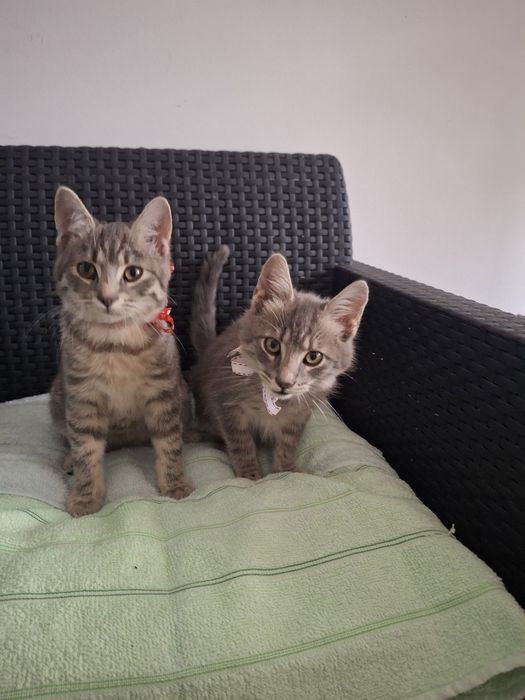 Ofer spre adoptie doi pisoi