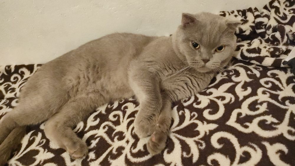 Отдам кота в хорошие руки, в связи с отьездом