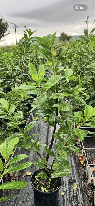 Лавровишна / Prunus l. Novita