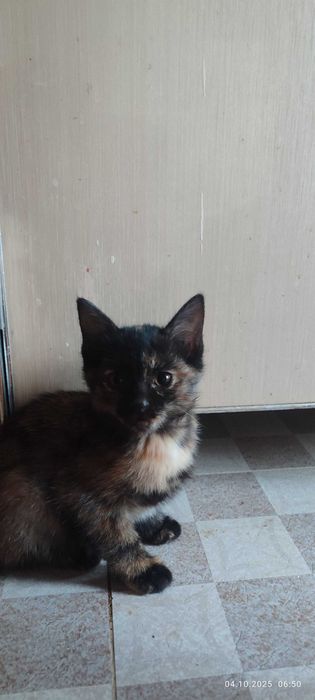 Отдам даром котята , в добрые руки