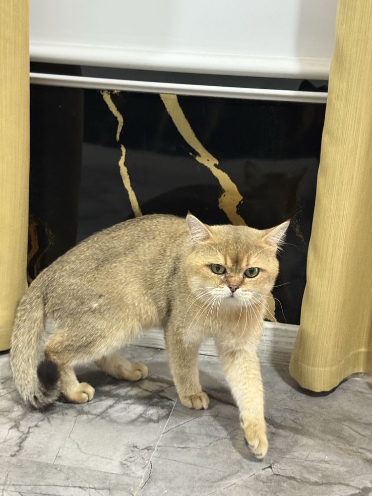 ‼️ВЯЗКАГА‼️ кошгани шиншилла ny11 берилади