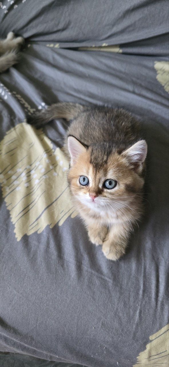 Котята Шиншилы породистые