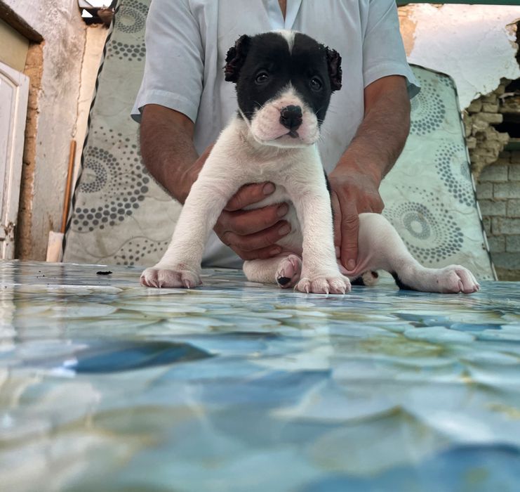 Щенок Алабая ( Туркменский ) чистокровный