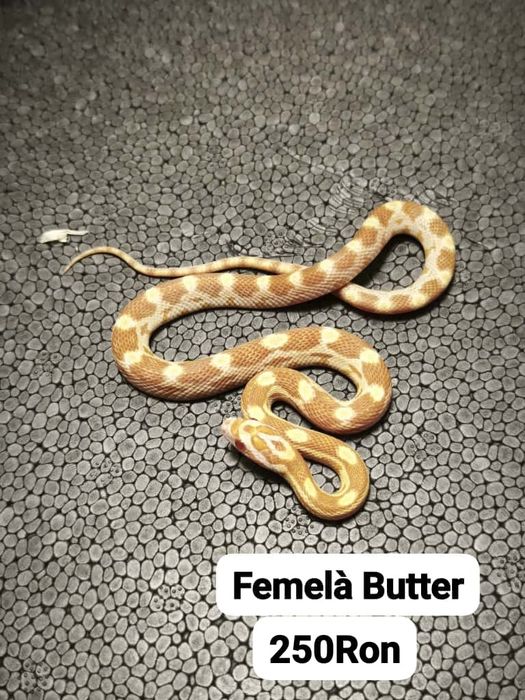 Sarpe Corn Snake 
Docili , perfecti pentru incepatori , mananca