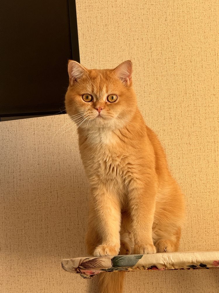 Продам кота золотая шиншилла