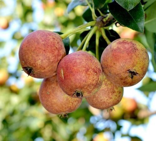 Pomi Fructiferi Deosebiti