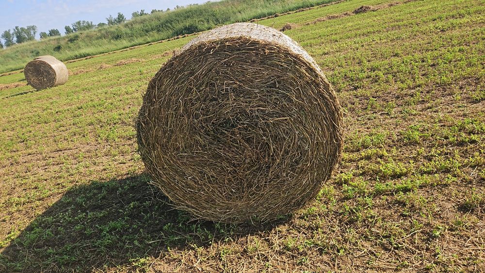 Baloți lucernă 2025