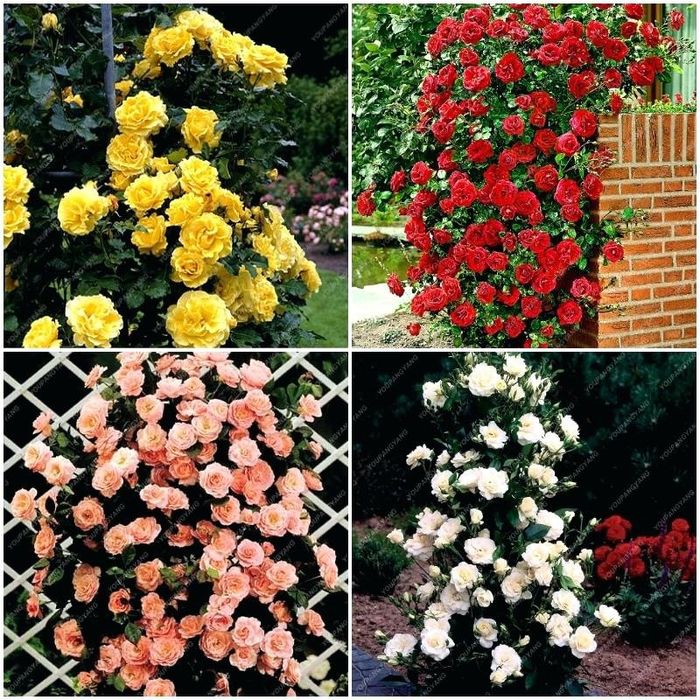 Vindem trandafiri cataratori ri la ghiveci  ,roși,albi,portocali,și ga