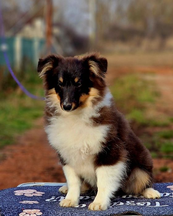 Sheltie femela (shetland sheepdog)