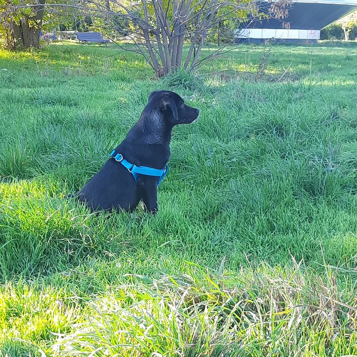 Cateluș spre adopție