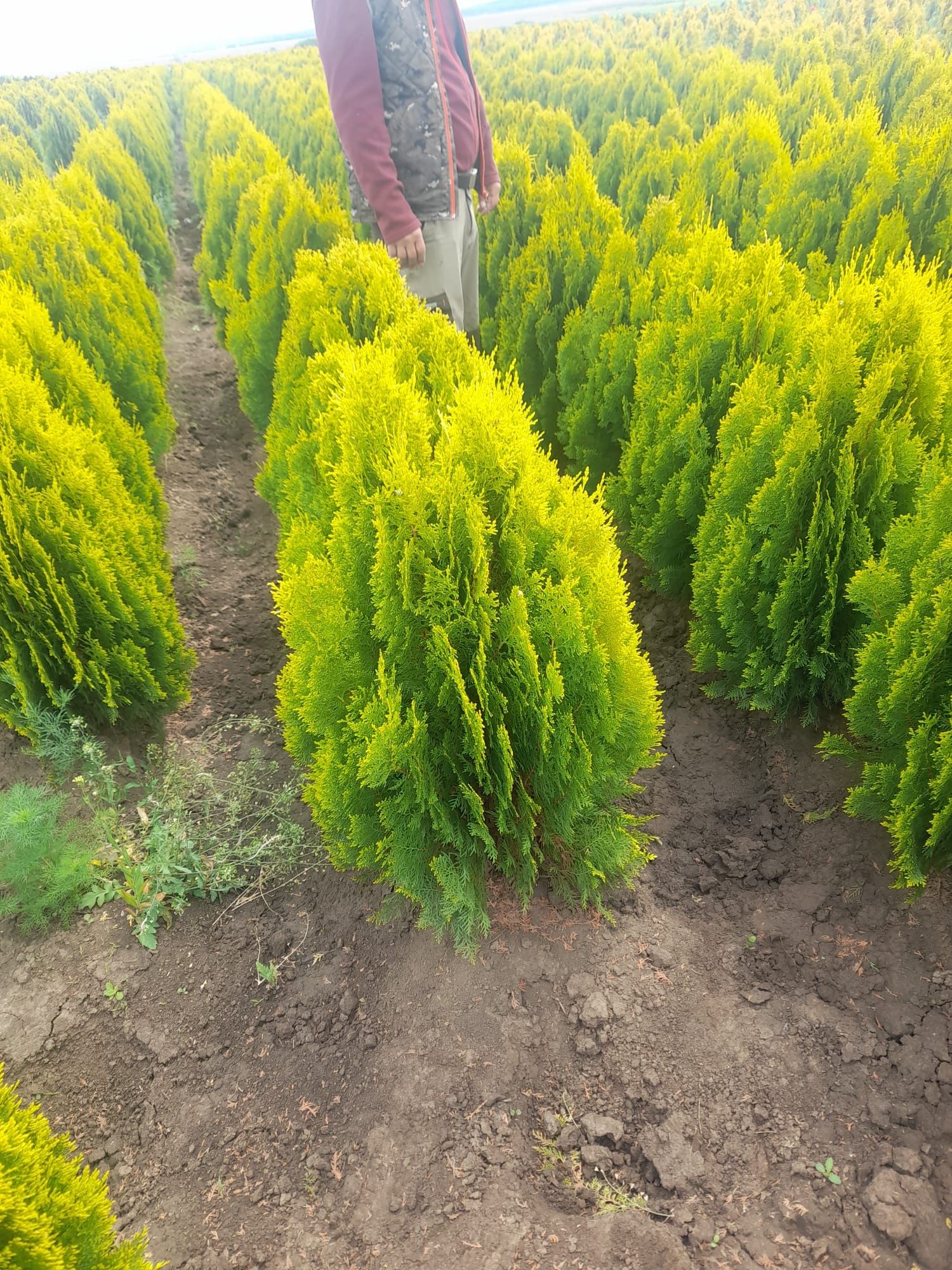 Tuia aurea nana ( thuja orientalis aurea nana ) glob auriu