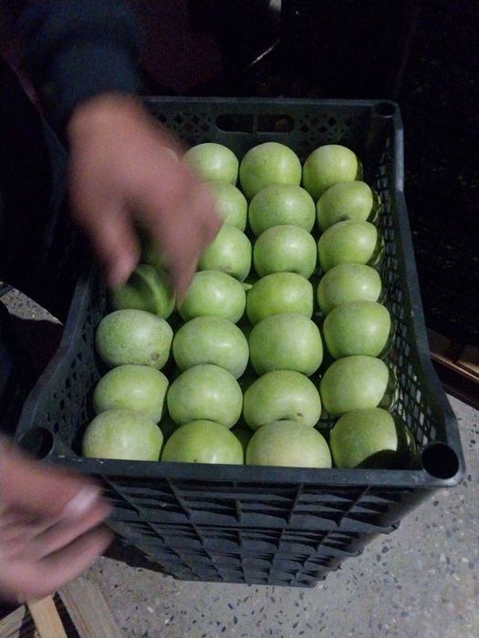 semernka olma xaladenikda turibdi sotiladi