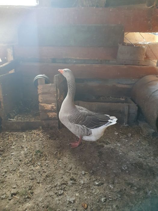 Гусак) гуси). Каз