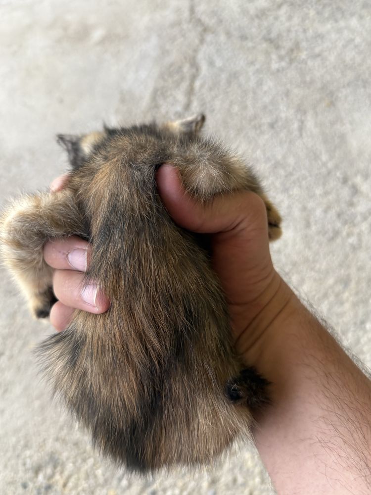 Котёнок Бесплатно 1,5 месяца