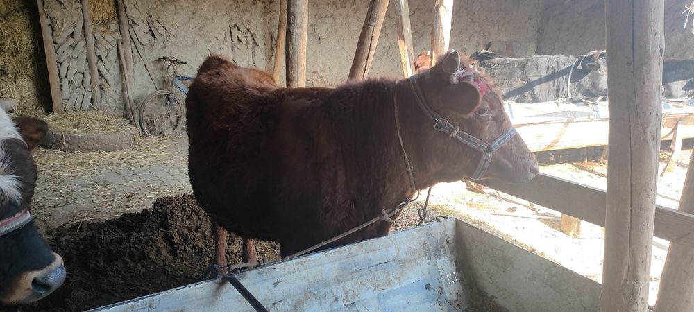 Боқиладиган местни буқалар сотилади