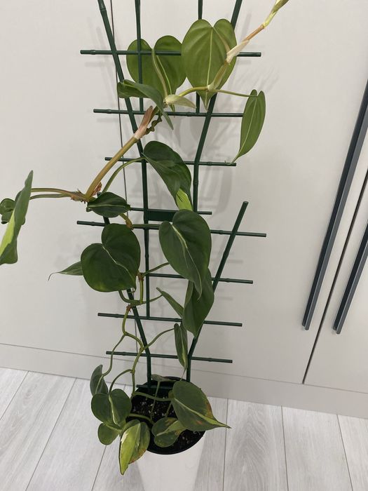 Продам комнатный цветок