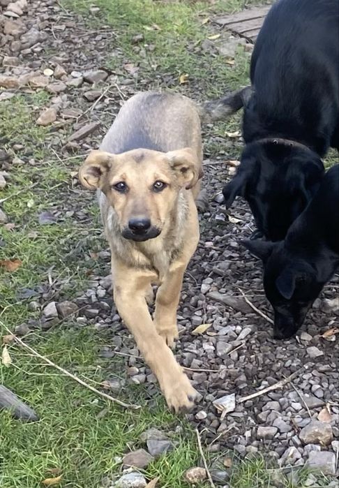 Отдам щенка 5 мес, мальчик, привезу, вырастет до колена