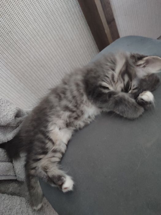 Бобтейл котёнок девочка