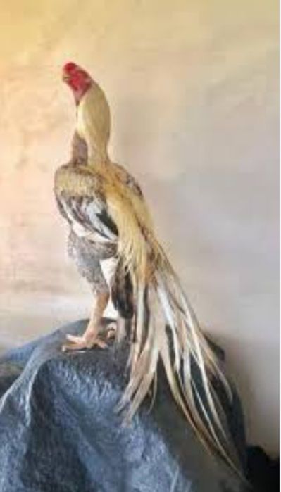 Pakistan xuroz tuxumlariga zakaz olamiz