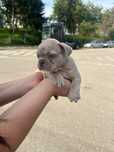 French Bulldog pui