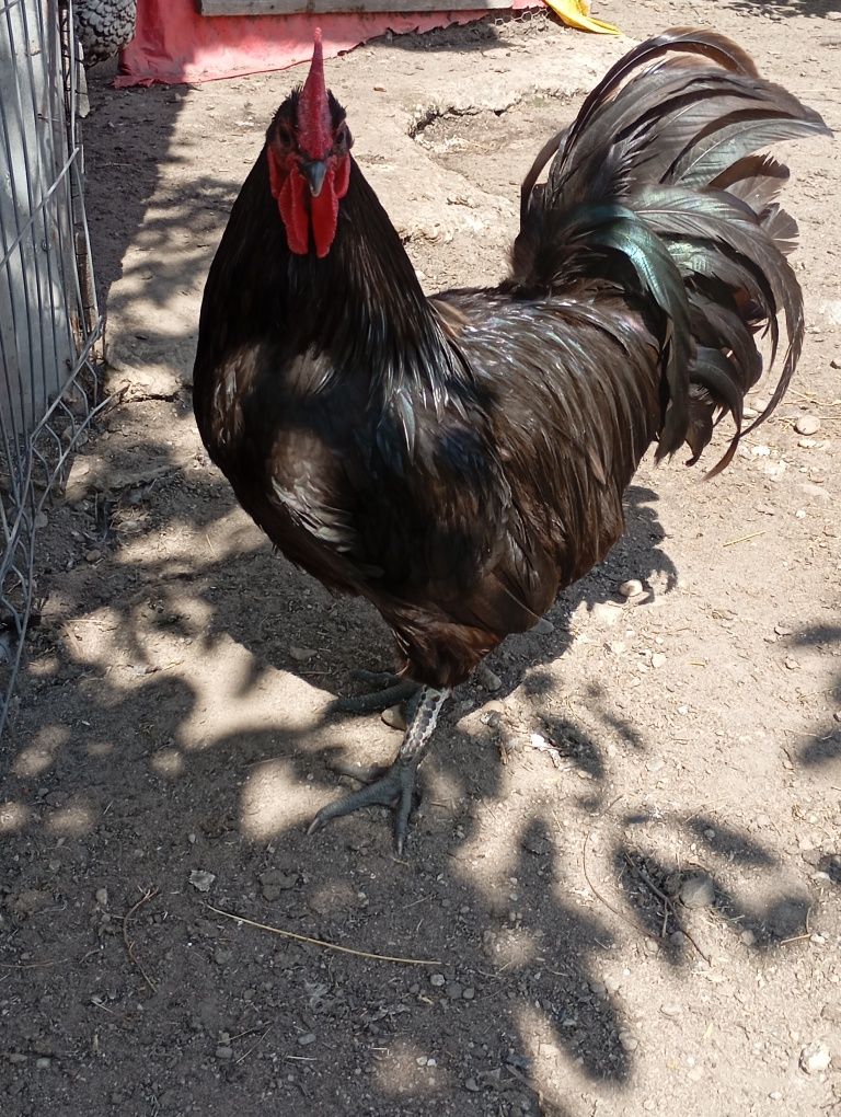 Găini și cocoși de vânzare!