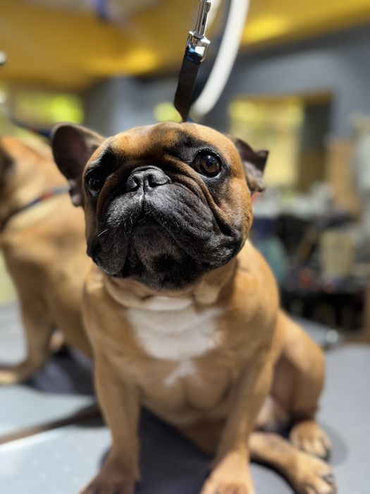 Груминг салон для собак и кошек