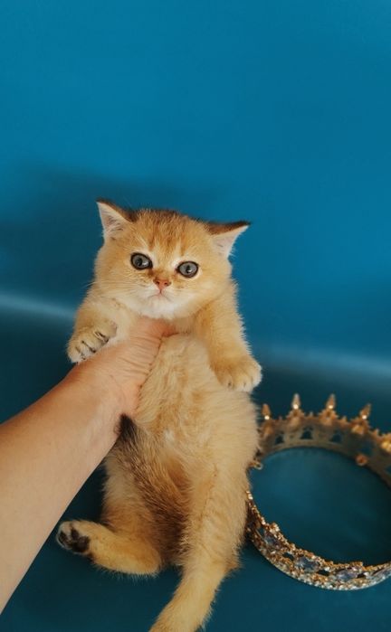 Котята золотые шиншиллы Алматы